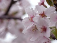 sakura_16 sakura_16