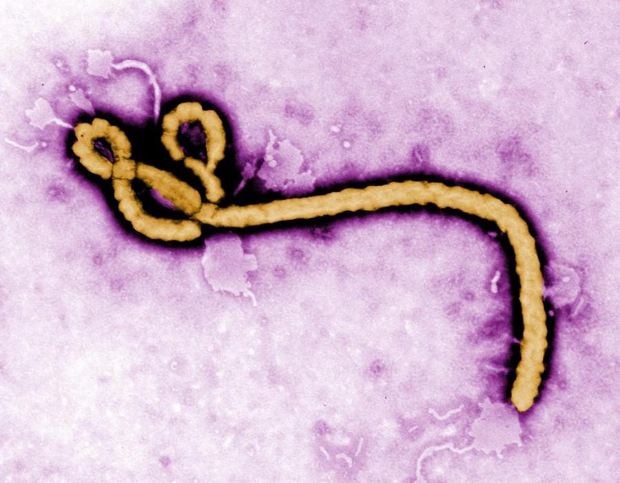 Ebola on the rise