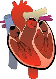 Graphic Courtesy: http://clipartbarn.com/human-heart-clipart_9948/