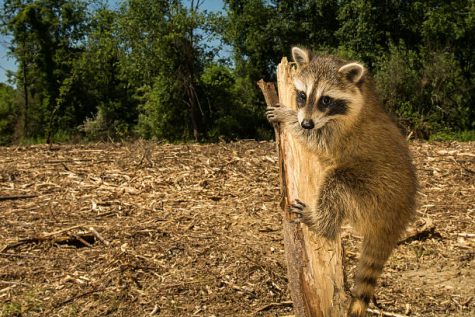 A baby raccoon clinging to the tree that was once her home after habitat was cleared for a new housing development.