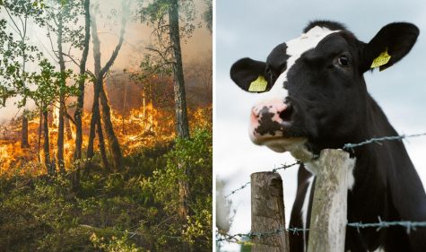 The fate of climate change rests on your plate