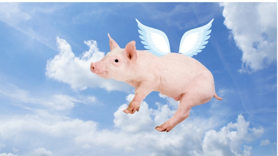 Flying piggie